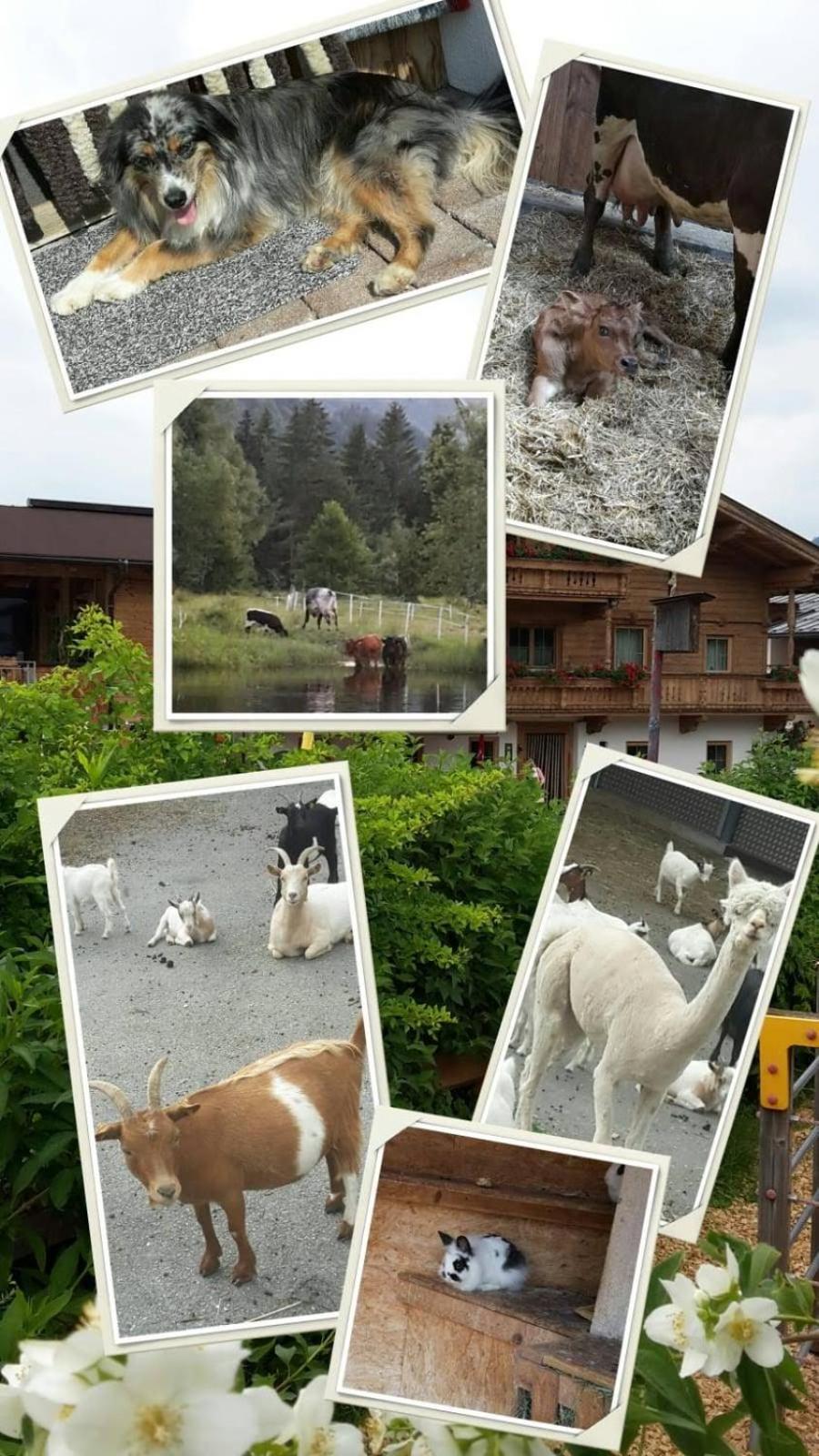 Bodenhof Ferienwohnungen Fieberbrunn Exterior foto